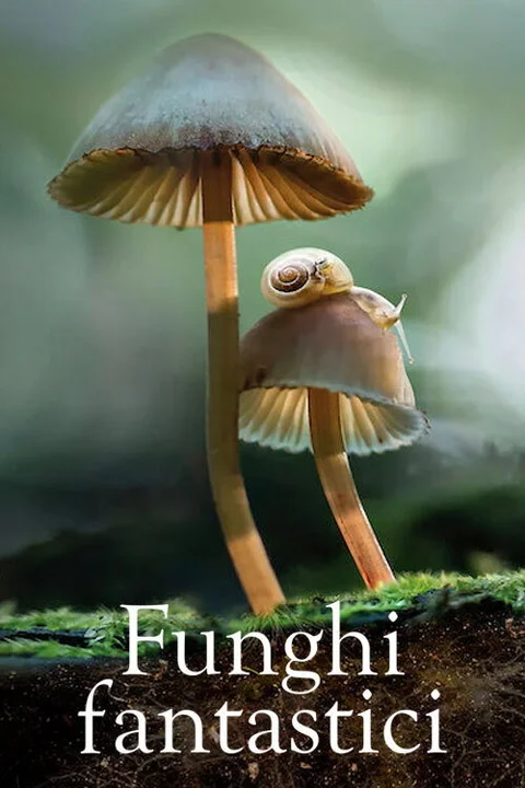 Fantastic Fungi